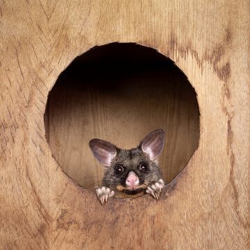 Brushtail Possum aka Trichosurus vulpecula, sitting in wooden box. Looking out through round hole straight to the camera. Paws and nails on edge of circle.