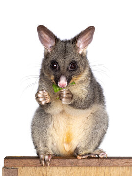 Brushtail Possum Aka Trichosurus Vulpecula, Sitting Side Ways On Wooden Box. Looking  Side Ways Away From Camera. Paws And Nails On Edge Of Circle. Tail Hanging Down. Isolated On A White Background.