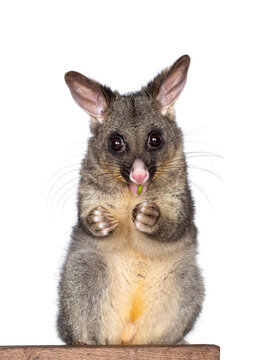 Brushtail Possum aka Trichosurus vulpecula, sitting facing front wooden box. Looking straight to the camera. Eating fresh green spinach from paws. Isolated on a white background.