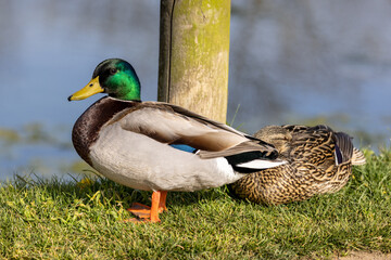 Mallard Duck (Anas platyrhynchos) on the water