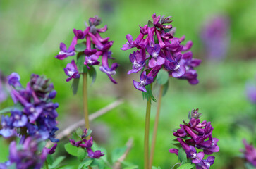 Obraz premium Purple spring flowers in the garden 