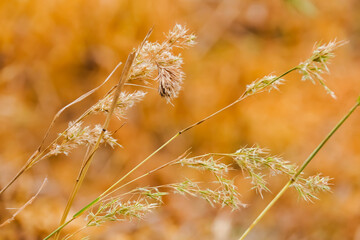 grass in the wind