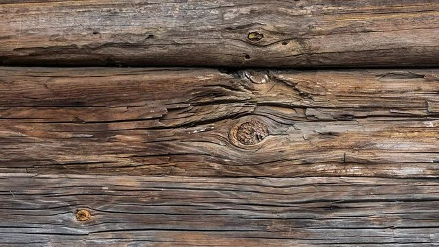 texture of bark wood use as natural background