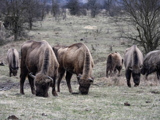 European bison herd, Bison bonasus, in the Milovice nature reserve, Czech Republic