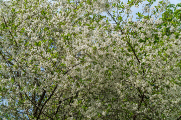 Fototapeta na wymiar Russia. Kronstadt May 19, 2021. Bright white flowers bloomed on the cherries.