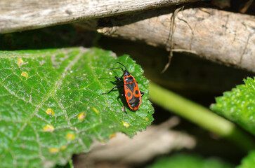 Soldier beetle in the spring. Close-up
