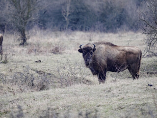 European bison, Bison bonasus, in the Milovice nature reserve, Czech Republic