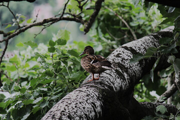 a wild beautiful duck is sitting on a branch
