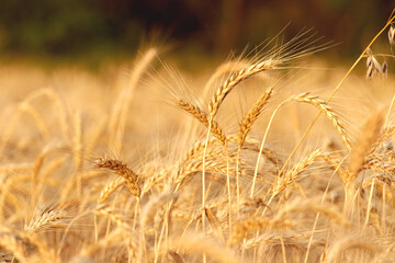 Wheatfield of gold color in sunset during harvest.
