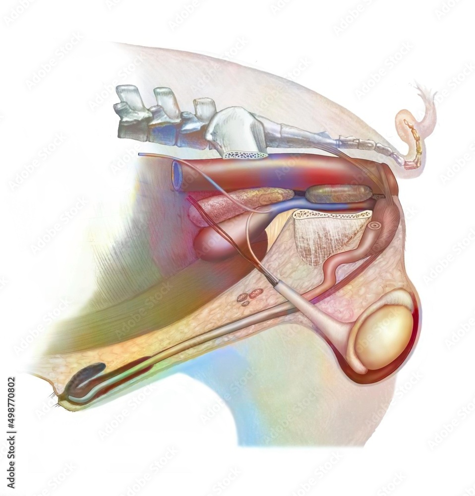 Sticker Anatomy of the reproductive system of a male pig.