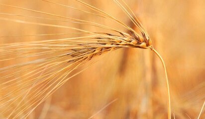 Closeup of ears of golden wheat on the field