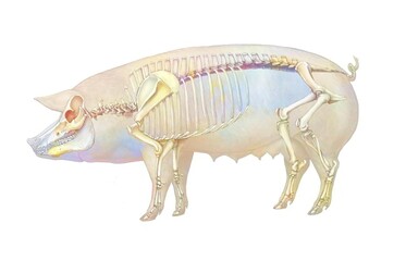 Anatomy of the pig with its bone system.