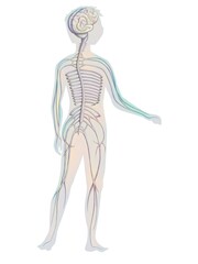 Drawing of the anatomy of nervous system of an infant.