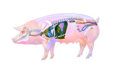 Anatomy of a sow showing the heart the skeleton the digestive system. © RFBSIP