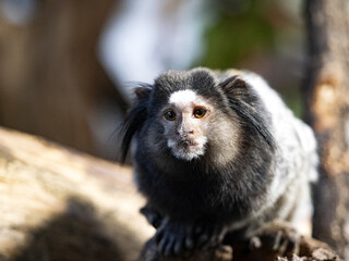A black-tufted marmoset, Callithrix penicillata observes the surroundings