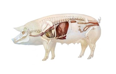 Anatomy of a sow showing the heart the skeleton the digestive system.