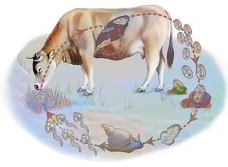 Life cycle of liver fluke in cows.