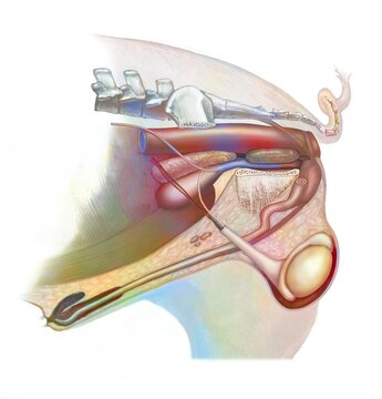 Anatomy of the reproductive system of a male pig.