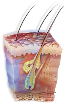 Hair in the skin with the sebaceous gland and the horripilator muscle.