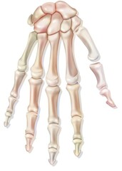 Bones of the right hand in dorsal view.