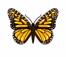 butterfly  isolated vector illustration background