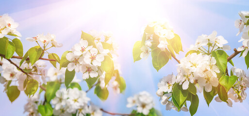 Branches of blooming white flowers illuminated by the rays of the sun against a blue sky background. Floral banner image of spring nature. Blooming pear branches close-up against the blue sky.
