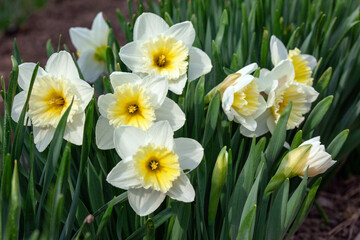 Flowers, buds and leaves of daffodils. Spring background with Daffodil Flowers, closeup.