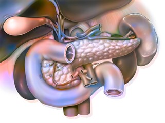 Human digestive system: Anatomy of duodeno-hepato-pancreatic block. - obrazy, fototapety, plakaty