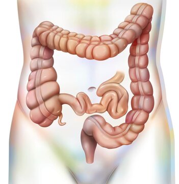Digestive system: the colon or large intestine.