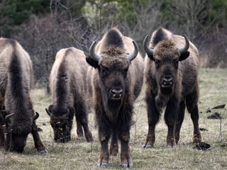 European bison herd, Bison bonasus, in the Milovice nature reserve, Czech Republic