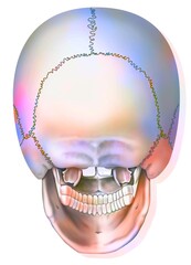 Posterior view of the bones of the skull and jaw. © RFBSIP