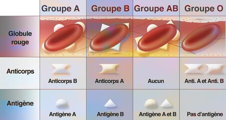 Table of different blood groups with antibodies and antigens.
