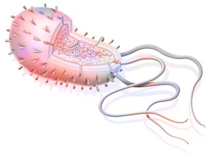 Structure of a bacterium: plasmids ribosomes DNA flagella.