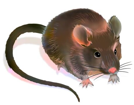 Representation of a laboratory mouse on a white background.