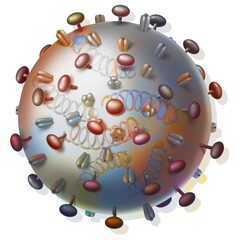 Influenza viruses and proteins that bind to host cells.