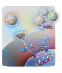 Penetration and replication of a retrovirus (example: AIDS) in a host.