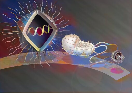 Comparison of the size of Mimivirus with bacteria and virus.