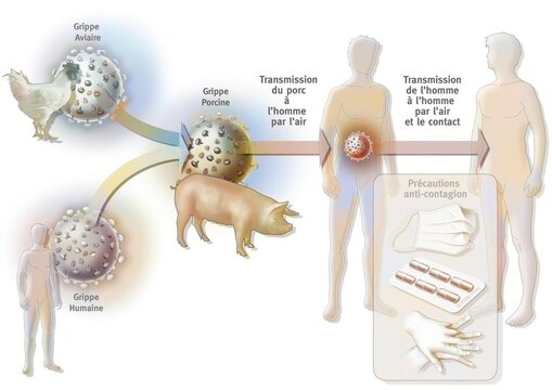 The suspected origin of swine flu or influenza A.