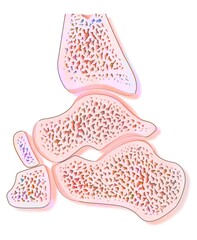 Mid sagittal section of a healthy ankle joint.