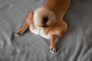 Fluffy tail of a shiba inu dog. Beautiful Japanese dog