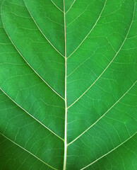 closeup green leaf texture