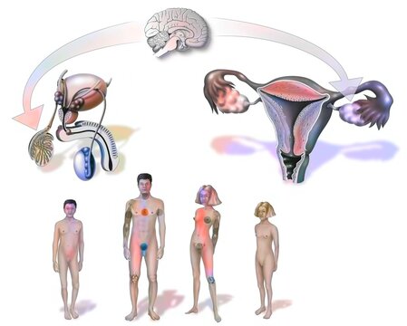 Change of genitals during puberty in men and women.