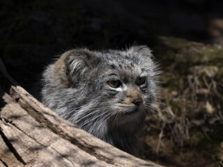 The Pallas´ cat, Otocolobus manul, is one of the most beautiful felines