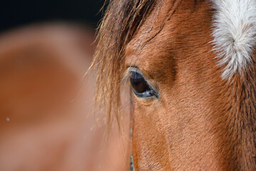 eye of a horse