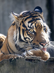 Fototapeta premium The female Sumatran Tiger, Panthera tigris sumatrae, licks its paw