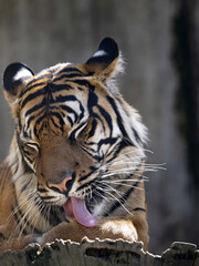 The female Sumatran Tiger, Panthera tigris sumatrae, licks its paw