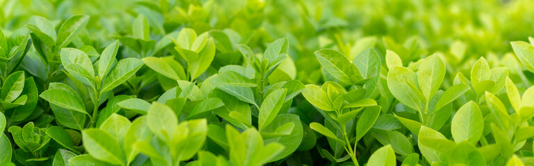 Euonymus japonica . boxwood hedge. spindle tree image