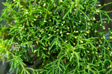 Mediterranean cypress evergreen leaves and shoots