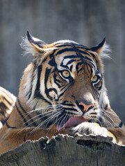 The female Sumatran Tiger, Panthera tigris sumatrae, licks its paw