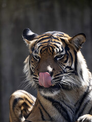 The female Sumatran Tiger, Panthera tigris sumatrae, licks its mouth